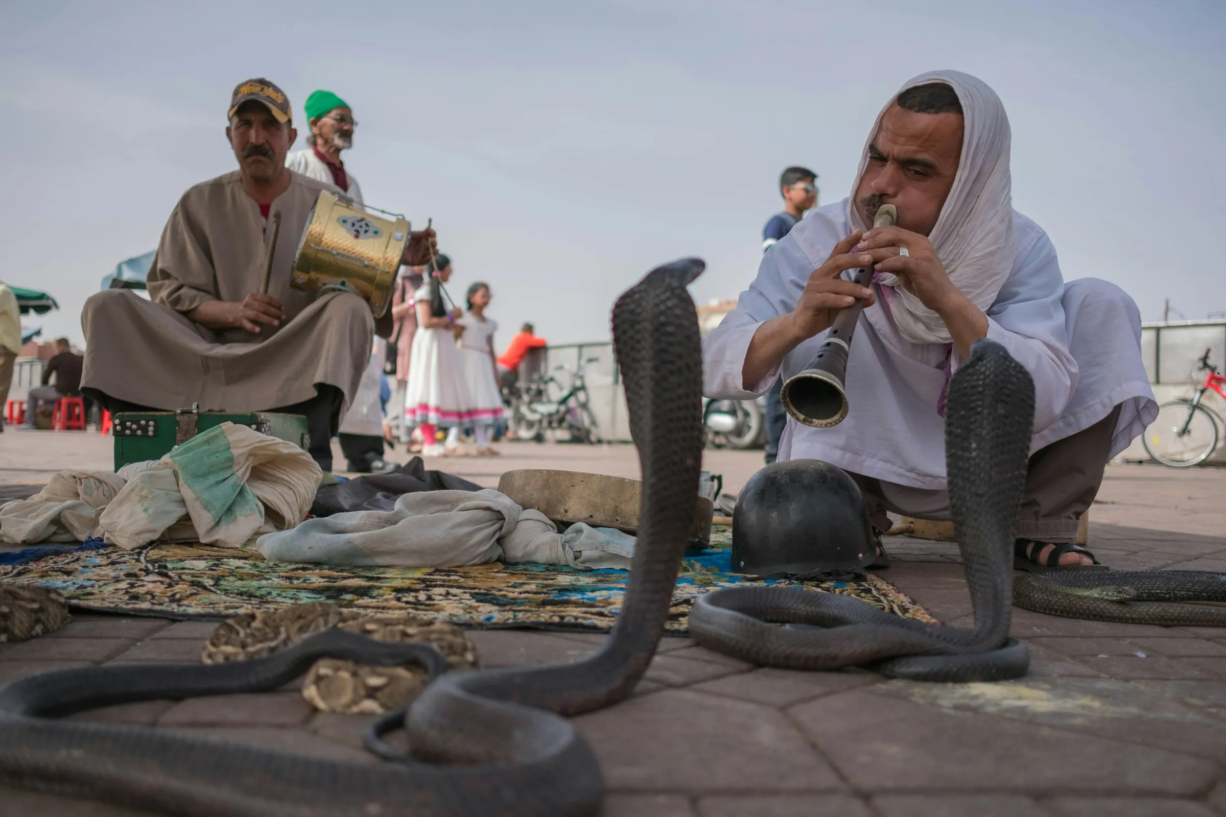Charmeur de serpents jouant de la ghaïta devant des cobras sur la place Jemaa el-Fna